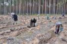 Всероссийский день посадки леса в Псковской области 